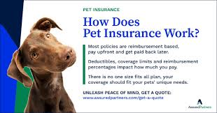 The Cost of Not Having Pet Insurance When You Need It Most