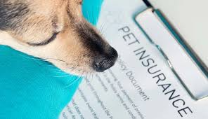 The Cost of Not Having Pet Insurance When You Need It Most