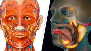 Scientists Just Discovered a New Organ – Inside YOU