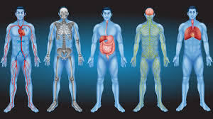 Scientists Just Discovered a New Organ – Inside YOU