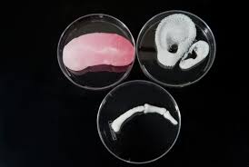 Will Lab-Made Organs End Transplant Waiting Lists?
